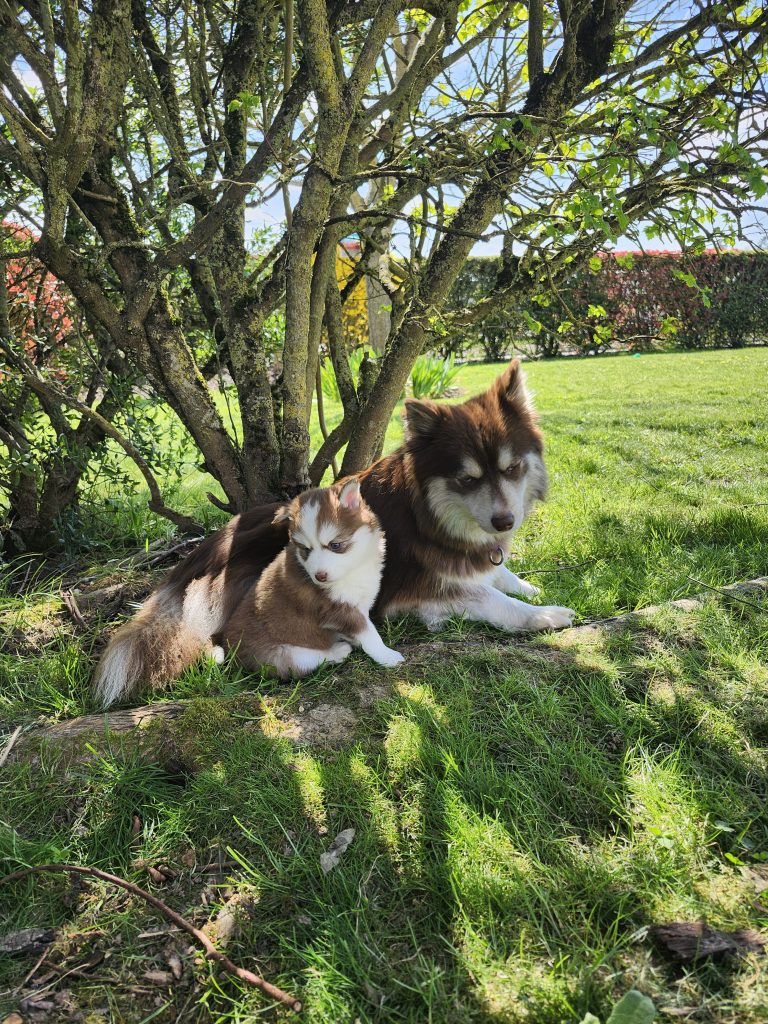 Elevage de Pomsky du Bois de Fontaine